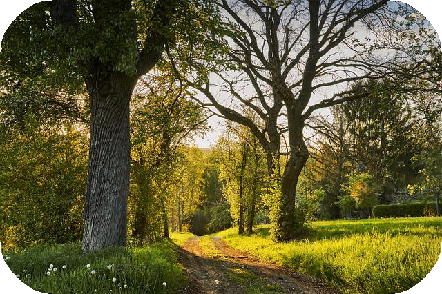Jim; Spaziergang Ein lichtdurchfluteter Waldweg, der von beiden Seiten mit Bäumen eingerahmt wird
